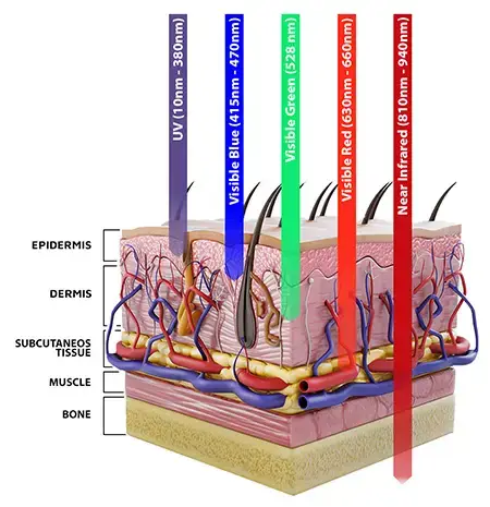 Chart of the light spectrum against skin cross-section, showing how penetration depth increases from ultraviolet and blue at the surface through to near-infrared in deeper tissue